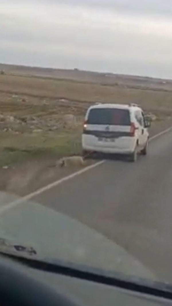 'Böyle insanlık olmaz olsun' dedirten olay! Araca bağladığı koyunu sürükledi!